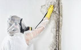 Professional Mold Remediation in University Of California Davis, CA